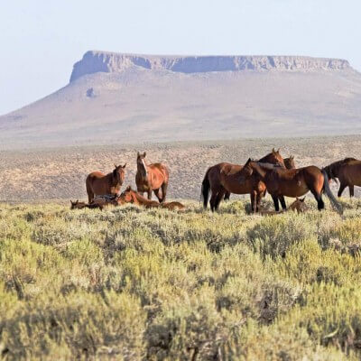 A herd of wild horses relaxes amid on the high-desert plains in front of Pilot Butte near 岩石弹簧, 怀俄明.