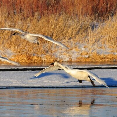 号手天鹅在冬天成群结队地来到Seedskadee国家野生动物保护区.