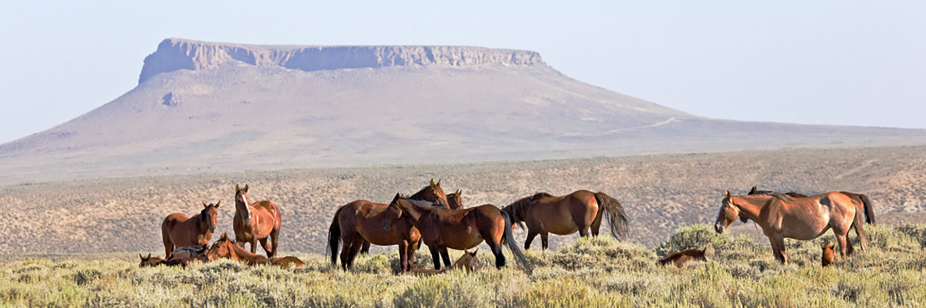 Wild horses seen in front of 飞行员孤峰 rock formation in Wyoming