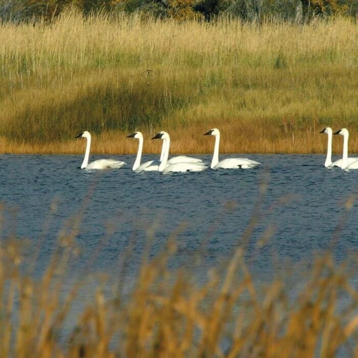 A group of seven white swans swims together on a calm body of water with tall grass in the background.