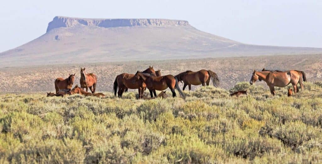 A group of wild horses stands and grazes in a grassy field with a flat-topped mesa visible in the background under a clear sky.
