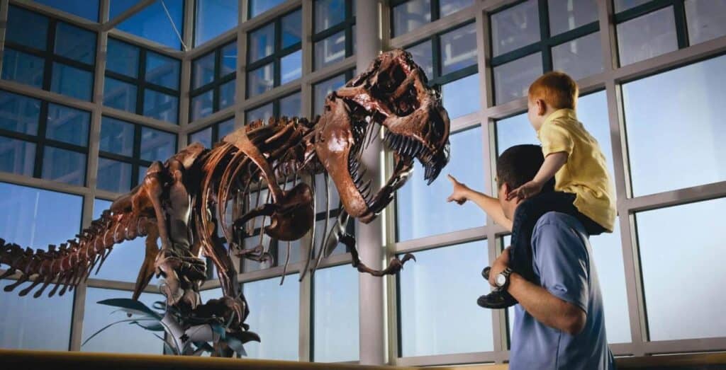 An adult carries a child on their shoulders, both looking at and pointing toward a large dinosaur skeleton displayed in a glass-walled museum.