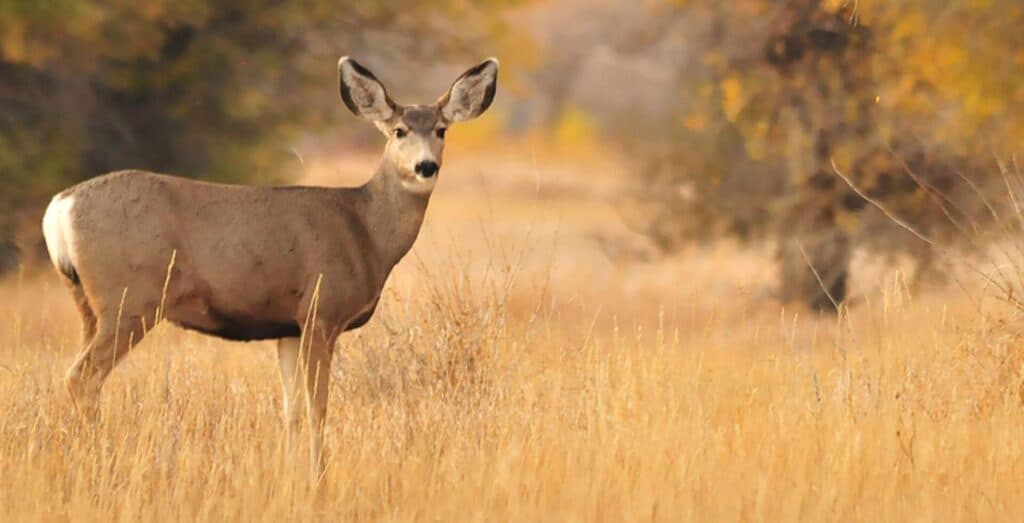 A deer stands in a field of tall, golden grass with blurred autumn trees in the background.
