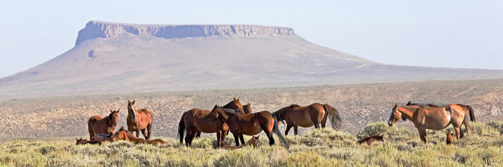 A group of wild horses grazes on shrubs in an open plain, with a flat-topped mesa visible in the background under a hazy sky.