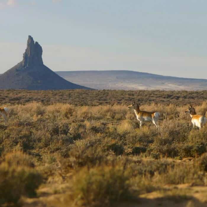 Several pronghorn stand in a dry, grassy landscape with a rocky butte in the background under a mostly clear sky.