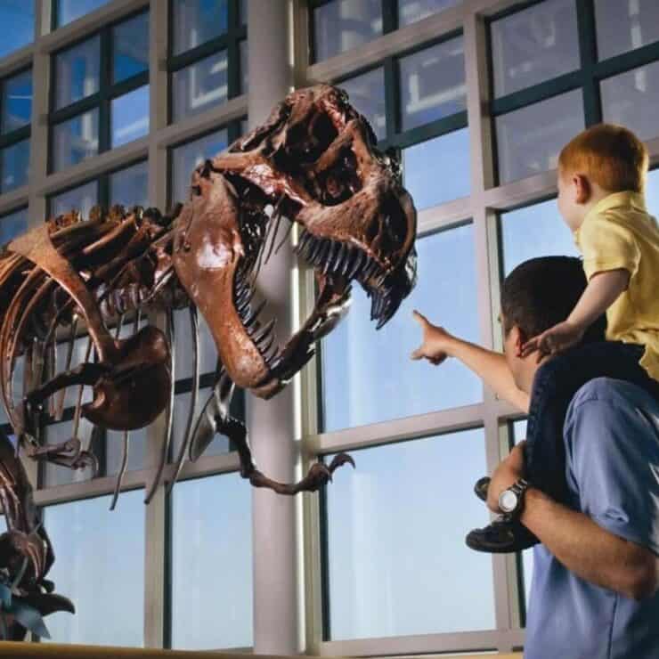 A man carries a child on his shoulders as they look at and point toward a large dinosaur skeleton displayed in a modern, glass-walled museum.