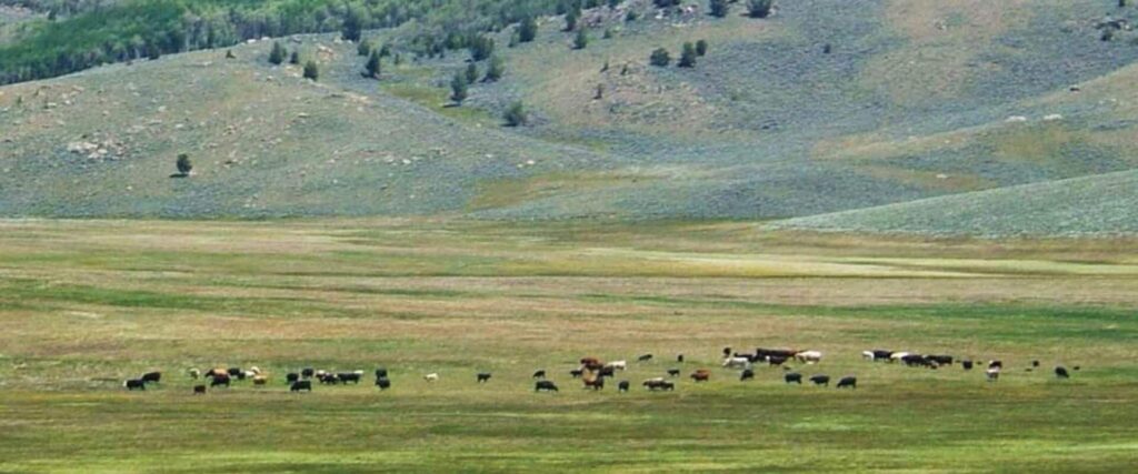 A herd of cattle grazes on a grassy plain with rolling hills and scattered trees in the background.
