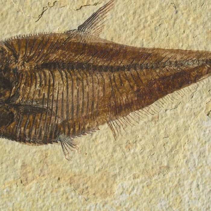 Fossilized fish embedded in beige sedimentary rock, showing detailed ribs, fins, and body structure.