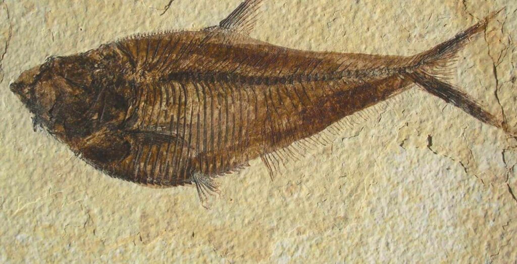 A detailed fossil of a fish is embedded in beige sedimentary rock, showing the bones, fins, and overall shape clearly.