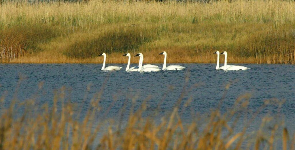 Six white swans swim together on a calm body of water, surrounded by tall reeds and grassy vegetation in the background.