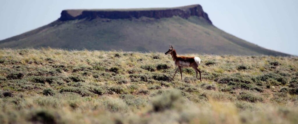 A pronghorn stands in a grassy plain with a flat-topped mesa in the background under a clear sky.