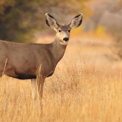 A deer stands alert in a field of tall golden grass with blurred trees in the background.