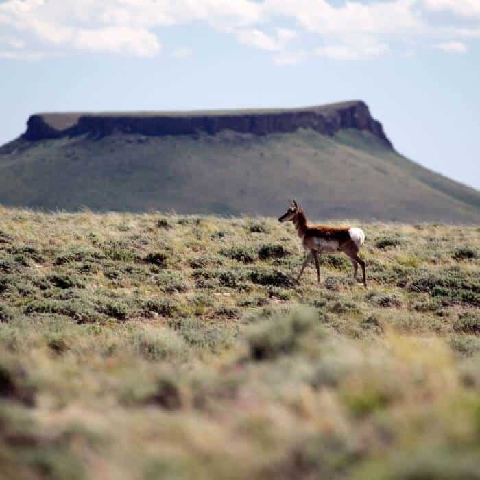 A pronghorn stands in grassy terrain with a flat-topped mesa in the background under a partly cloudy sky.