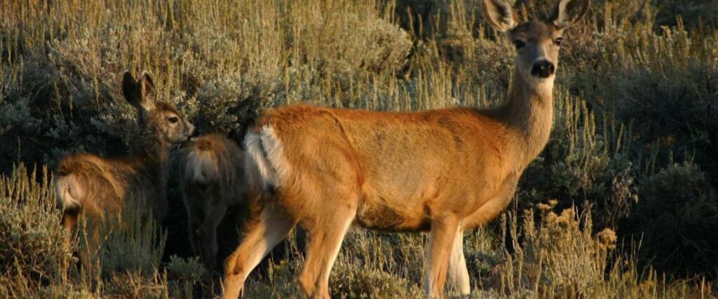 An adult deer stands in dry grass while two fawns stand close behind, partially hidden by tall vegetation in a natural outdoor setting.