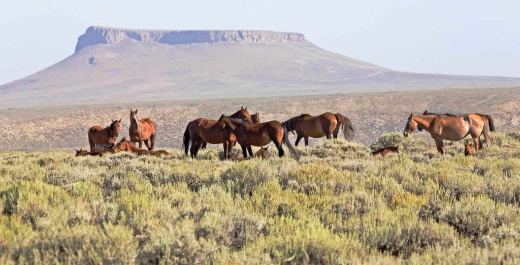 A group of wild horses stands and grazes among shrubs in a grassy plain with a flat-topped mesa in the background.