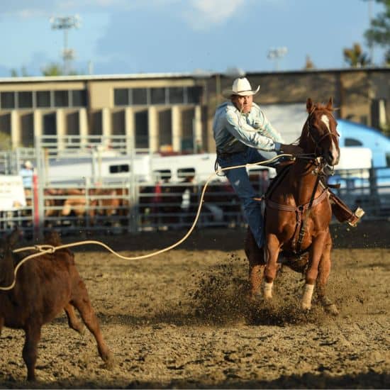 A cowboy on horseback lassos a calf in a rodeo arena, kicking up dirt as he competes in a roping event.