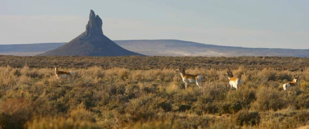 Four pronghorn antelope stand in a grassy, shrub-filled plain with a rocky butte rising in the background under a clear sky.