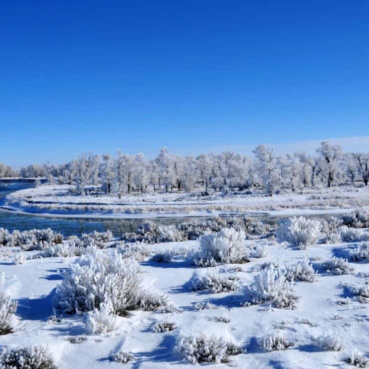 A snowy landscape with frost-covered bushes and trees beside a winding river under a clear blue sky.