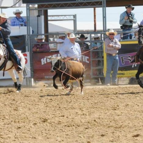 Two cowboys on horseback lasso a running steer in a rodeo arena, with spectators and officials watching in the background.