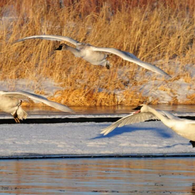 Three white swans are flying low over a partially frozen river, with dry grasses and snow on the riverbank in the background.