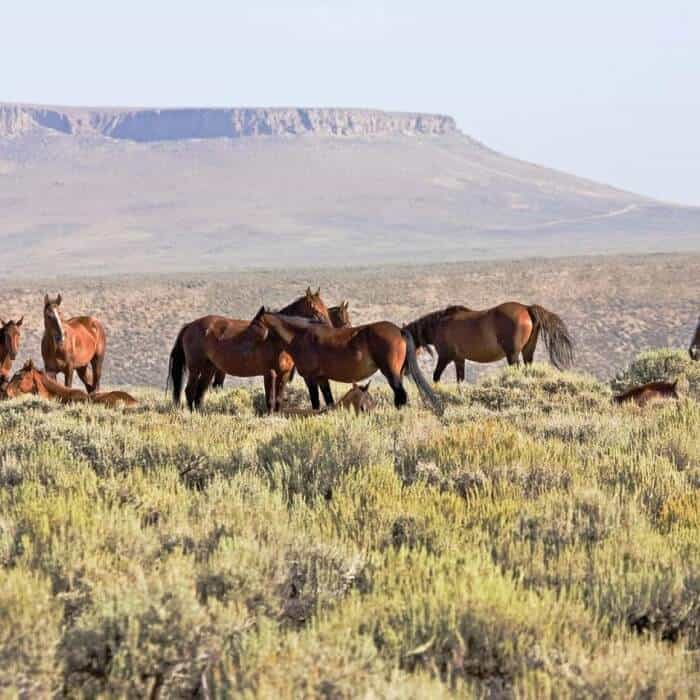 A group of wild horses stands and grazes among shrubs in a grassy plain with a flat-topped mesa visible in the background under a clear sky.