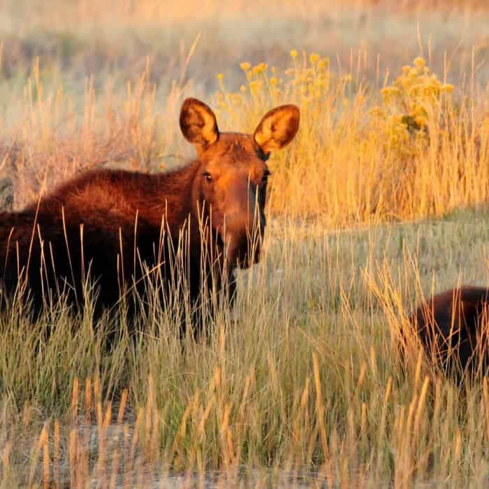 A moose stands in tall grass, facing the camera, with yellow wildflowers and dry grass in the background, bathed in warm sunlight.
