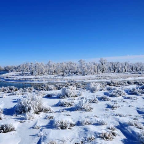 Snow-covered field with frosty bushes and trees under a clear blue sky, with a river visible in the background.